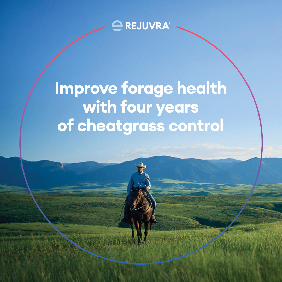 Improve forage health with four years of cheatgrass control